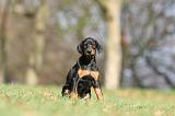 DOBERMANN 365